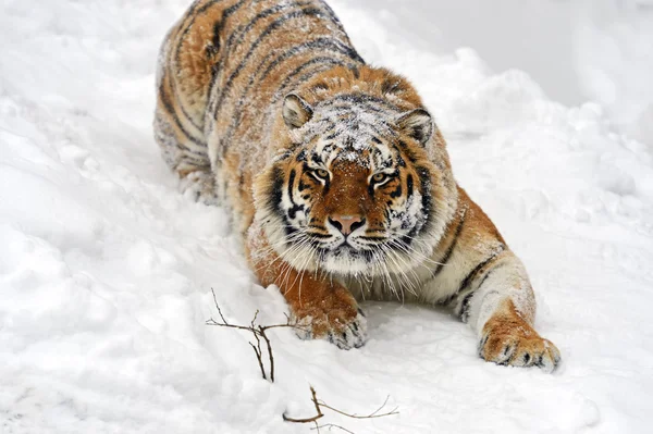 Amur tijger — Stockfoto