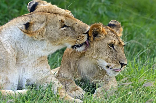 Lwy Masai Mara — Zdjęcie stockowe