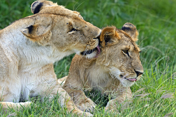 Lions Masai Mara