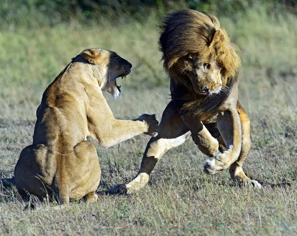 Leones —  Fotos de Stock