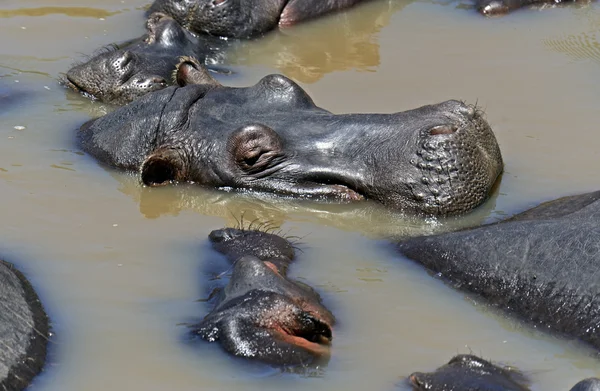 Afrikanisches Nilpferd — Stockfoto