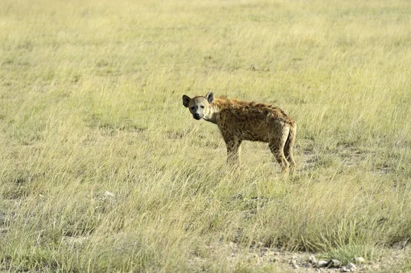 Hyenor — Stockfoto