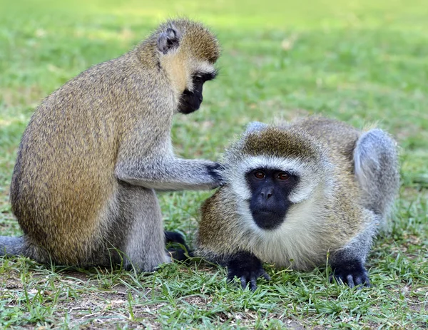 Macaco-de-vagem — Fotografia de Stock