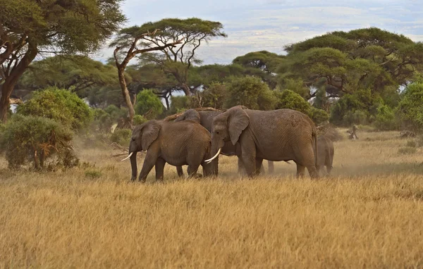 アフリカゾウ — ストック写真
