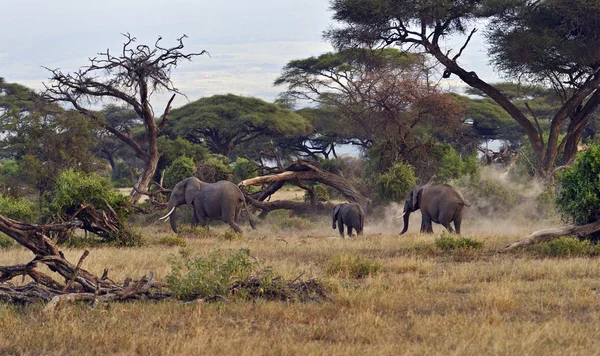 Elephant — Stock Photo, Image