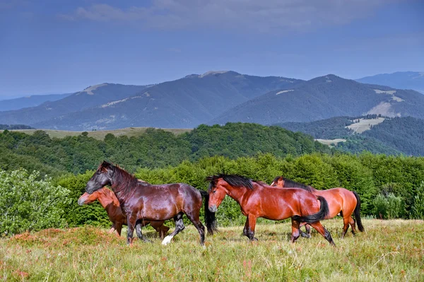 Caballo sobre un fondo de montaña — Foto de Stock