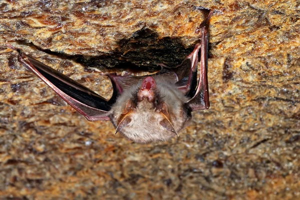 Bat v jejich přirozeném prostředí — Stock fotografie