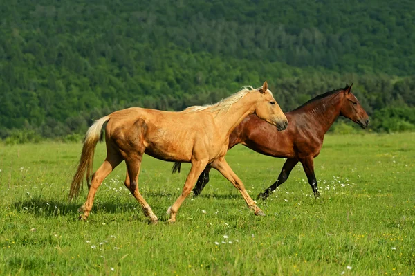 Häst — Stockfoto