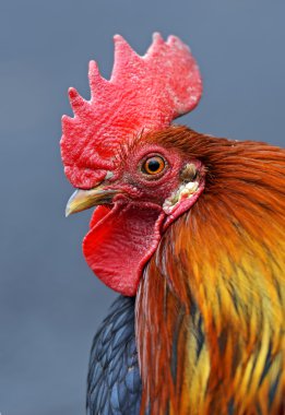 Çiftlikteki horoz