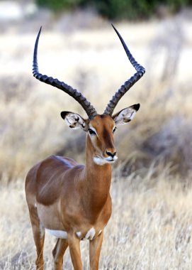 Impala ceylan