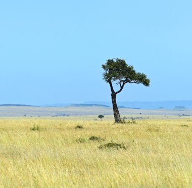 Kenya Masai Mara savannah