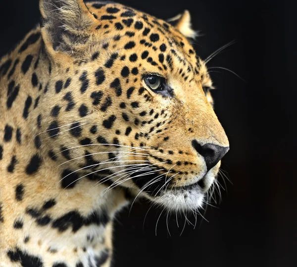 Leopard op zwart — Stockfoto