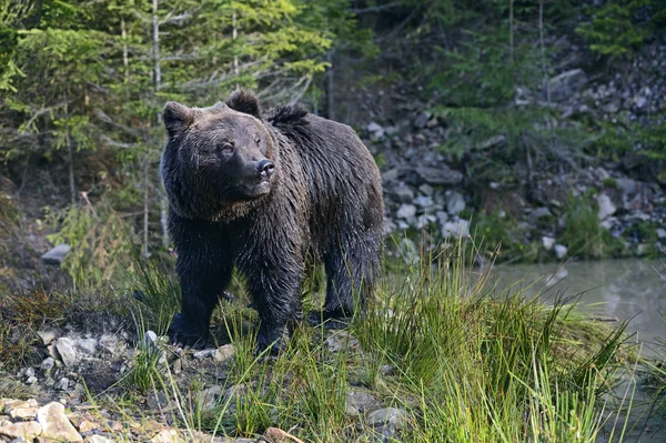 Urso castanho — Fotografia de Stock