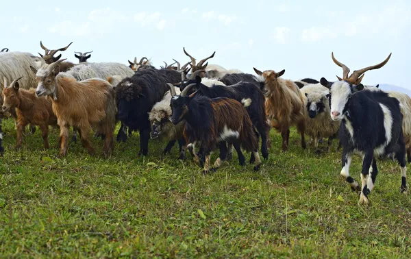 Kudde schapen — Stockfoto