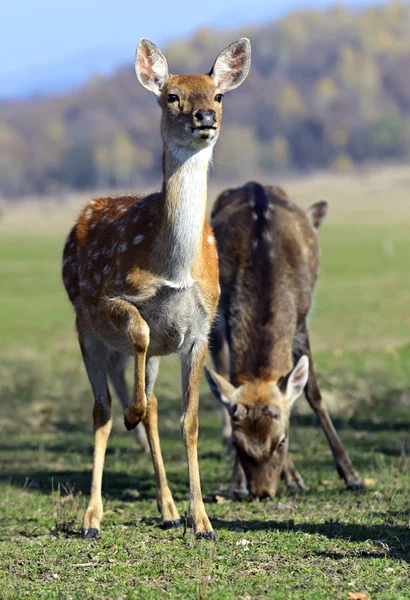 Gefleckter Hirsch — Stockfoto