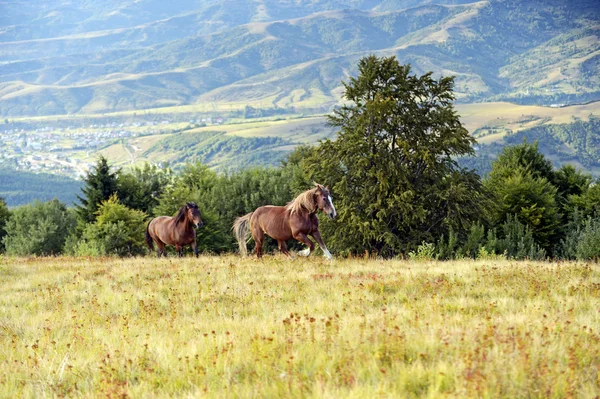 Konie na tle góry — Zdjęcie stockowe