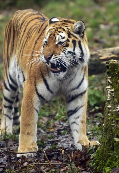 Amur Tiger — Stock Photo, Image