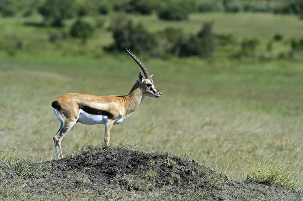 Grant's gazelle — Stock Photo, Image