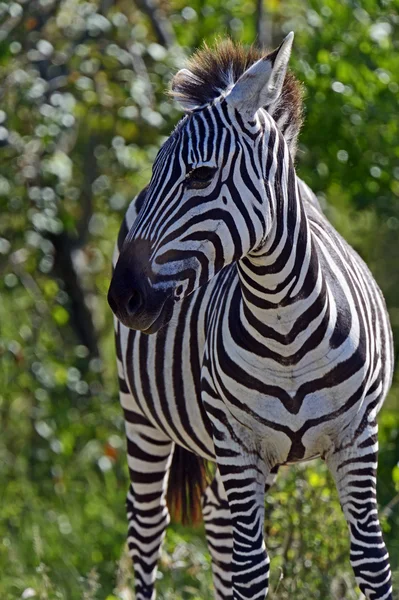 African Zebra — Stock Photo, Image