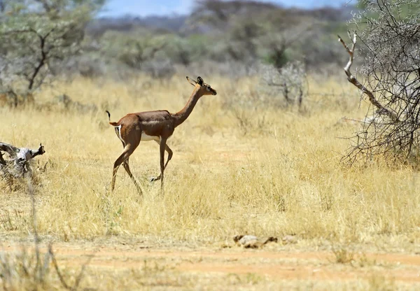 Zsiráfnyakú gazella, a természetben — Stock Fotó