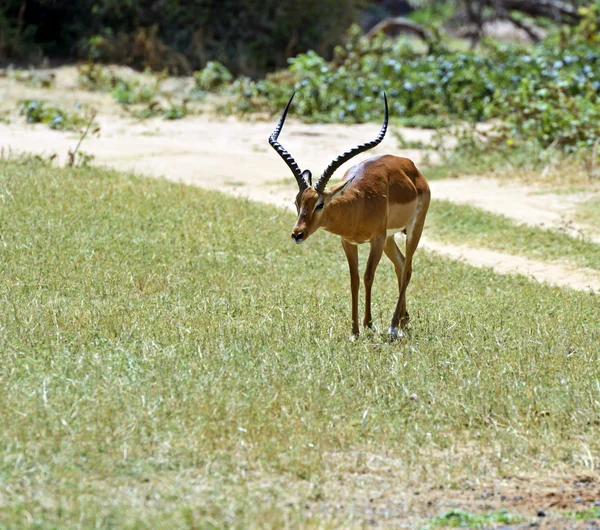Impala gazelle — Zdjęcie stockowe