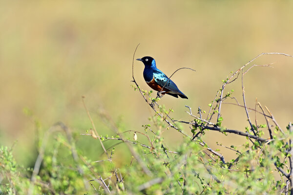 Starling in Kenya