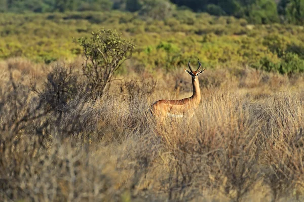 Gerenuk ceylan — Stok fotoğraf