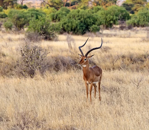 Impala-Gazelle — Stockfoto