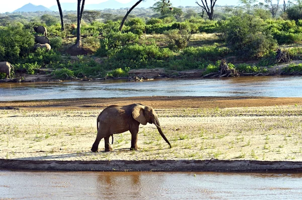 Afrikaanse olifant — Stockfoto