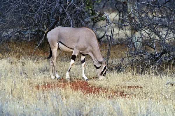 Oryx gazella — Stock Photo, Image