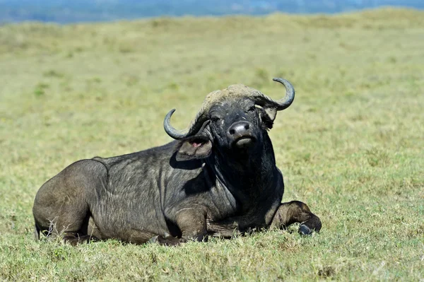 Buffalo w masai mara — Zdjęcie stockowe