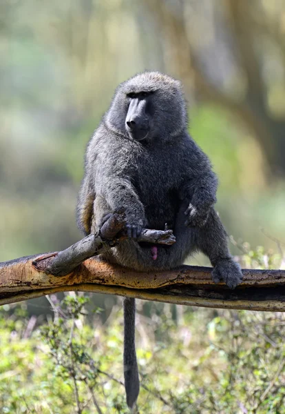 Baboon — Stock Photo, Image