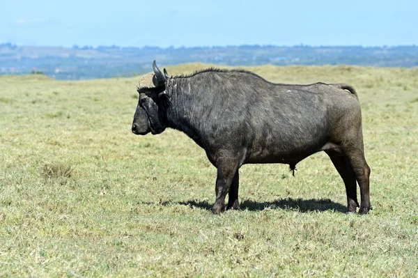 Búfalo — Foto de Stock