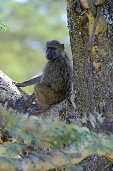 Baboon — Stock Photo, Image