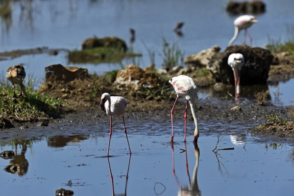 Flamingos — Stockfoto