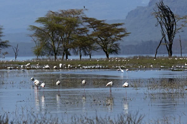 Flamant rose — Photo