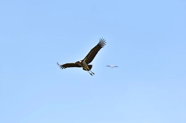 Maraboe ooievaar — Stockfoto