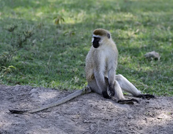 Green monkey — Stock Photo, Image