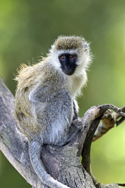 Yeşil maymun — Stok fotoğraf
