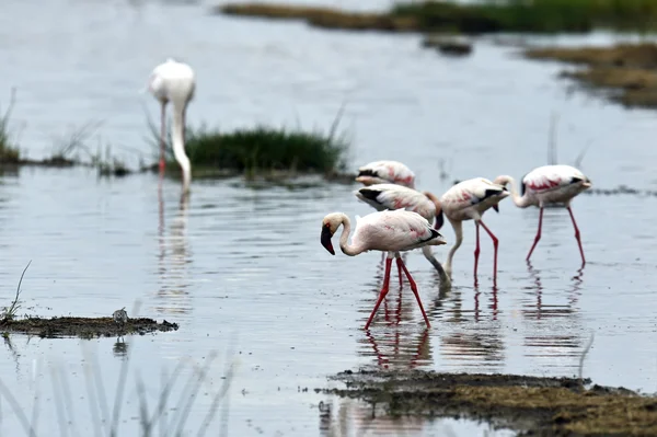 Flamingos — Stockfoto