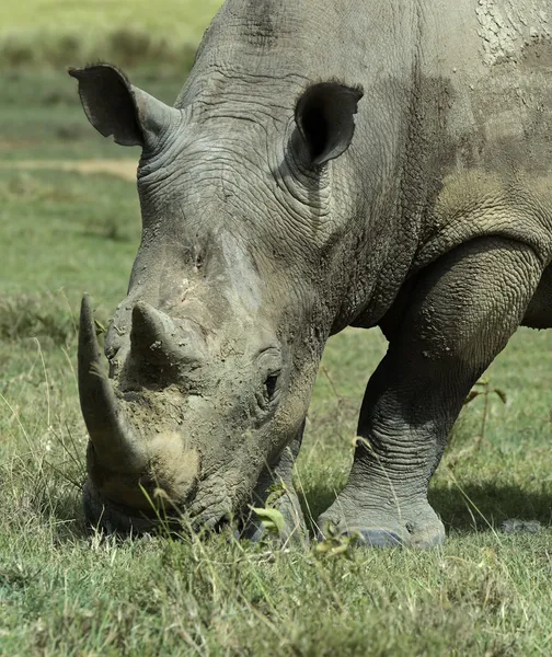 Breitmaulnashorn — Stockfoto