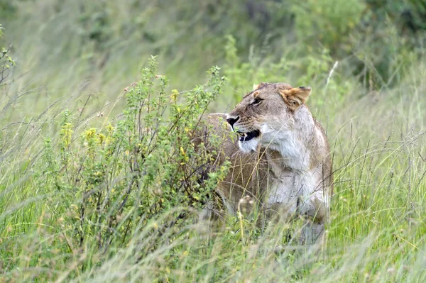 Lions Masai Mara — Stockfoto