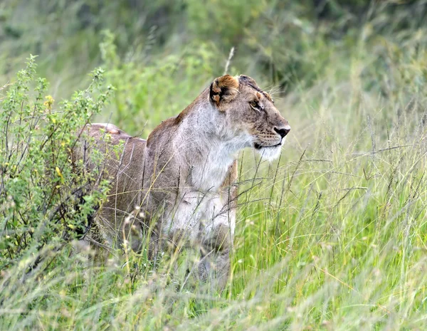 Lions Masai Mara — Stock Photo, Image