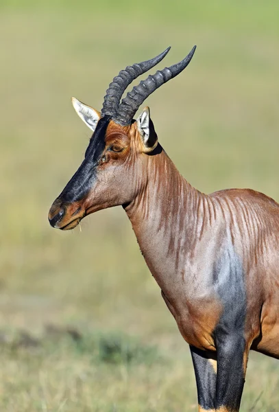 Драговіні антилопи — стокове фото