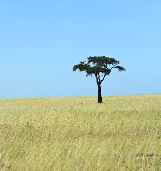 肯尼亚马赛马拉草原 — 图库照片