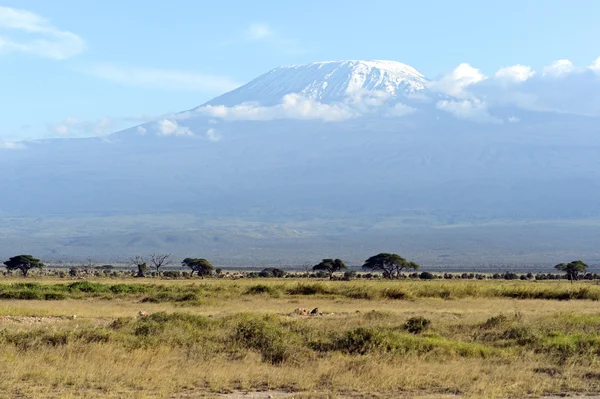 Kenya savannah peyzaj — Stok fotoğraf