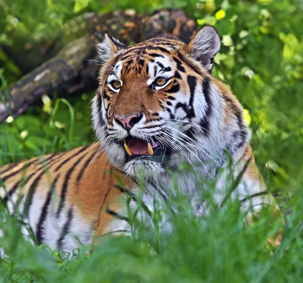 Tigre de Amur — Fotografia de Stock