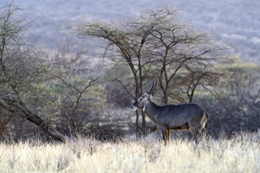 Waterbuck