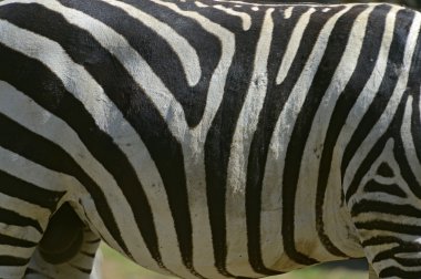  Zebra 