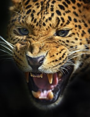 leopar